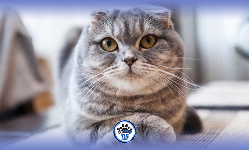 گربه اسکاتیش فولد